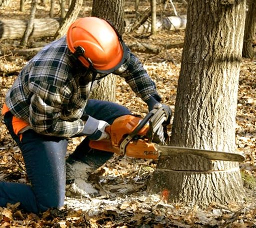 Tree Removal in Casco, ME